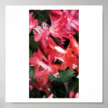 Venetsia Print
