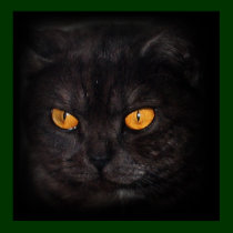 venezia Cat poster posters