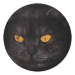 Venezia Cat sticker