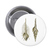 Venus Comb + a spindle snail
