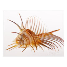Venus Comb Murex shell (Murex pectin) against Postcard