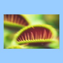 Venus Fly Trap Abstract Print on Canvas canvas prints
