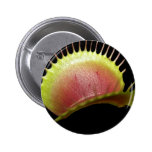 venus fly trap button