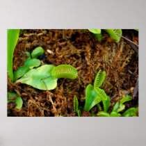 Venus Fly Trap Posters