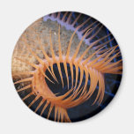 Venus Flytrap Sea Anemone Fridge Magnet