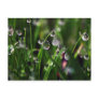 veranda rice nursery postcards