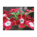 Verbena postcards