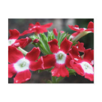 Verbena postcards