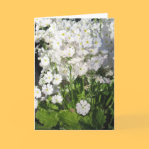 Verbena - white spring flowers cards