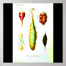 Verduras de la Poster-Botanicals-Raíz