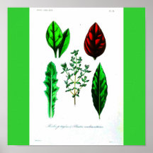 Verduras Poster-Botanicals-Frondosas