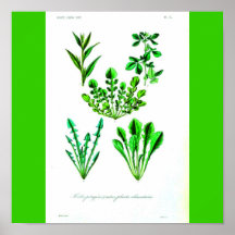 Verduras Poster-Botanicals-Frondosas 2