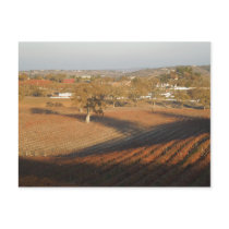 Veris Vineyard in January Postcards