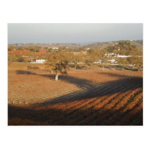 Veris Vineyard in January Postcards