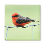 Vermilion Flycatcher - Magnet
