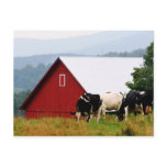 Vermont Cow Farm Postcard