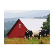 Vermont Cow Farm Postcard