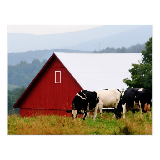 Vermont Cow Farm Postcard