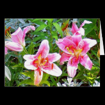 Vermont Lilly cards