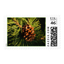 Vermont Pine Cone Postage postage by dlgray Vermont Pine Cone Postage postage