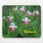 Vermont Showy Lady's Slippers