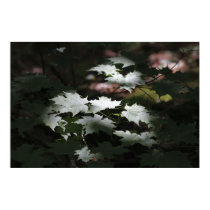 Vermont Sunlit Maple Leaves posters by VermontCardCompany Vermont Sunlit Maple Leaves posters