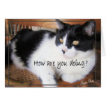makara, cat, cats, feline, happy, birthday, happy