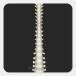 Vertebral Column 2 Square Stickers