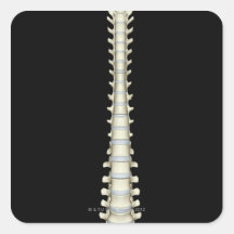 Vertebral Column 2 Square Stickers