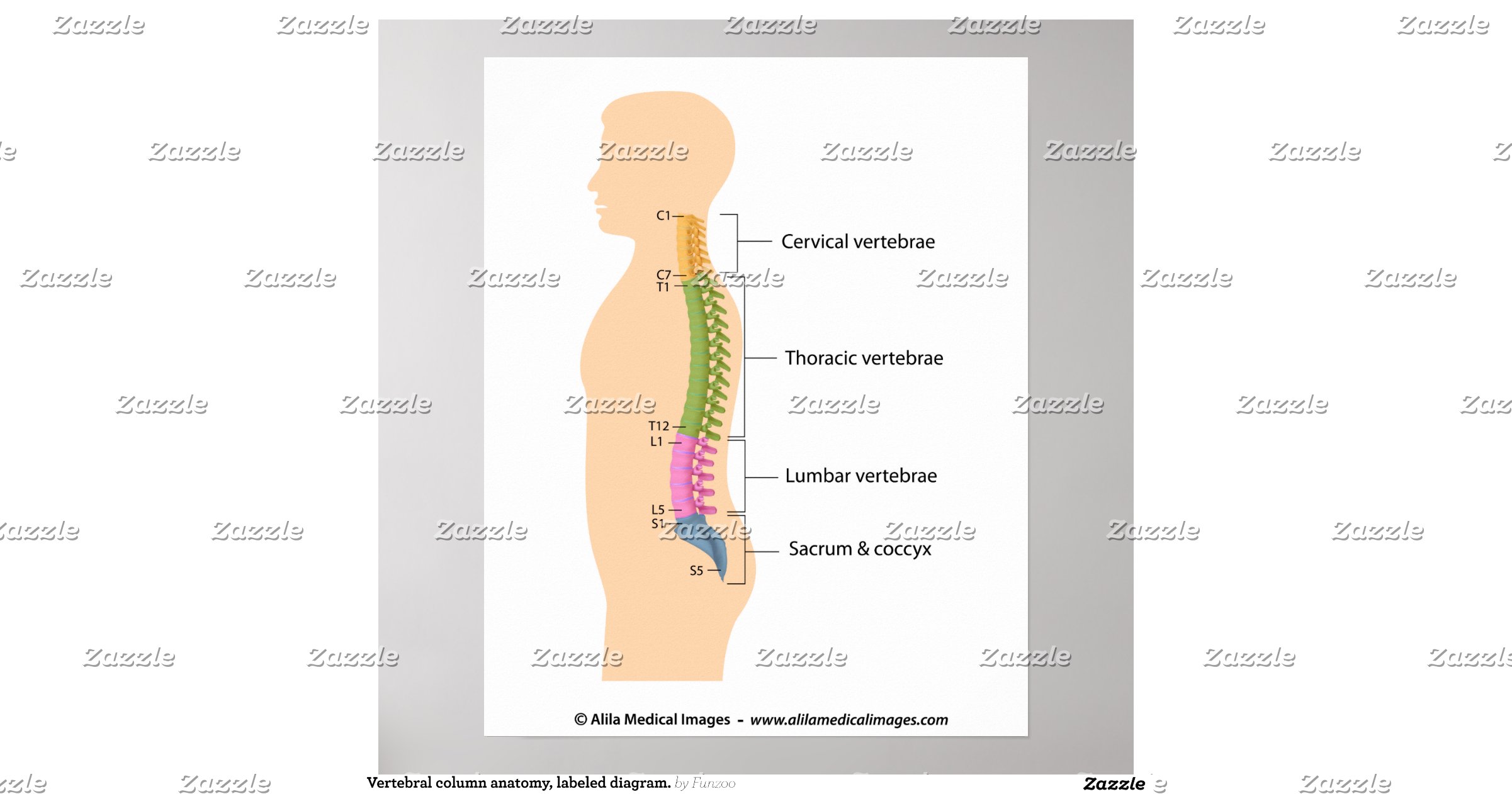 vertebral_column_anatomy_labeled_diagram_poster