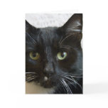 Vertical Greeting Card: Lilly the Cat