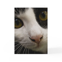 Vertical Greeting Card: Mickey the Cat