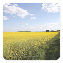 Vertical panorama of a yellow canola field in square sticker
