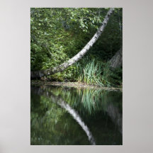 Vertical Poster:  Tree Reflection