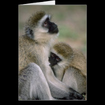 Vervet Monkey Nursing cards