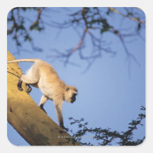 Vervet monkey on tree branch , Serengeti Stickers