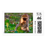 Vervet Monkey - Postage Stamp
