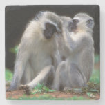 Vervet Monkey's (Cercopithecus Aethiops) Stone Beverage Coaster