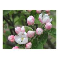 Very beautiful spring, summer pink apple flowers. announcement