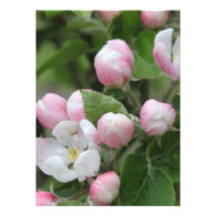 Very beautiful spring, summer pink apple flowers. announcements