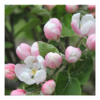 Very beautiful spring, summer pink apple flowers. custom announcement