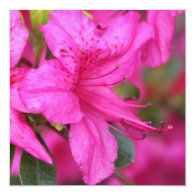 Very beautiful spring, summer pink azalea flower. personalized invitation
