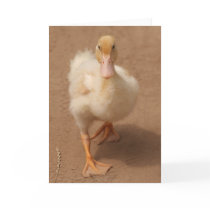 Very Cute Duckling Card