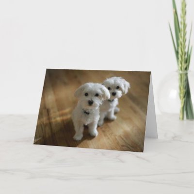 very cute puppies pictures. Very Cute Puppies Card by