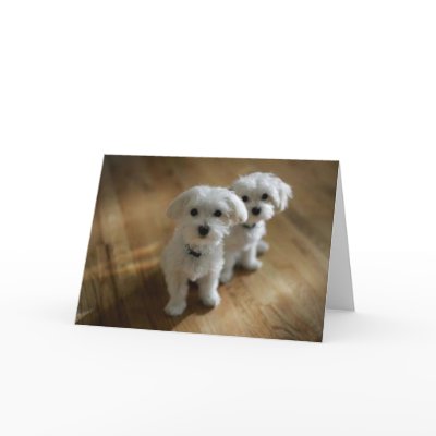 very cute puppies pictures. Very Cute Puppies Card by