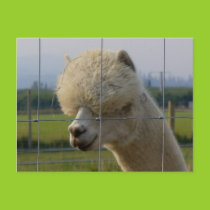 Very friendly alpaca postcard postcards