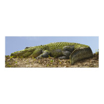 Very Large Alligator Panoramic Poster posters