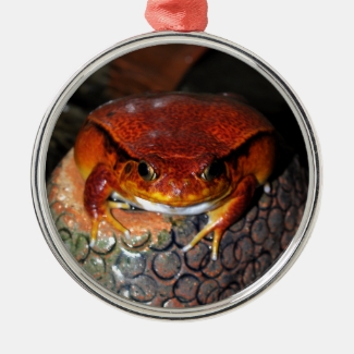 Very nice tomato frog. Frog with unusual color.