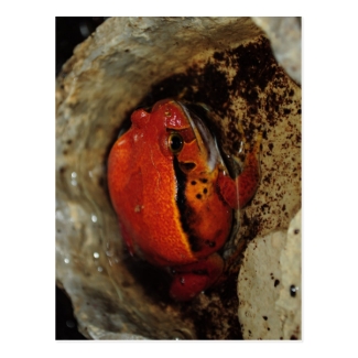 Very nice tomato frog. Frog with unusual color.