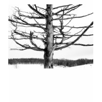 Very old tree in black and white t-shirts
